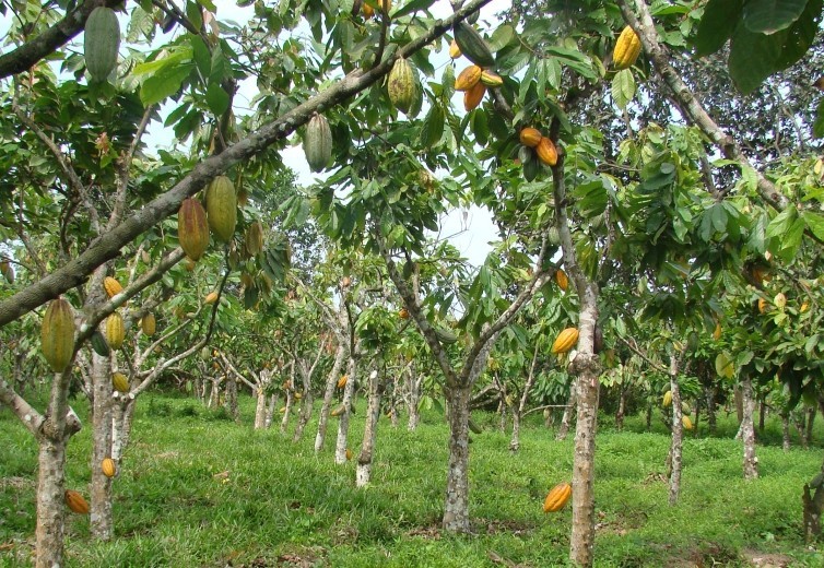 Rehabilitation and Renovation of Cocoa Agroforestry Systems