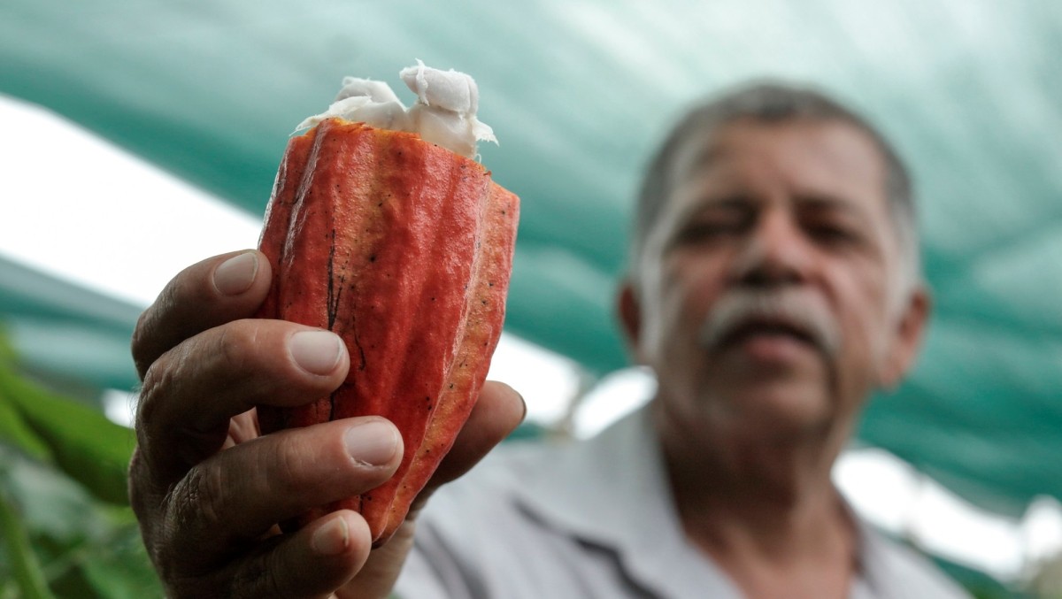 A cacao farmer holds a cacao pod